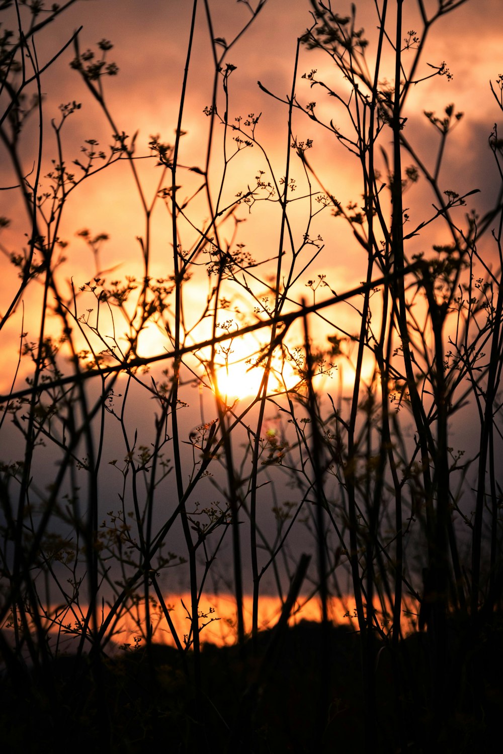 the sun is setting behind the branches of a tree