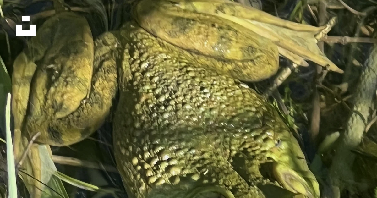 A frog that is laying down in the water photo – Free Bull frog Image on ...
