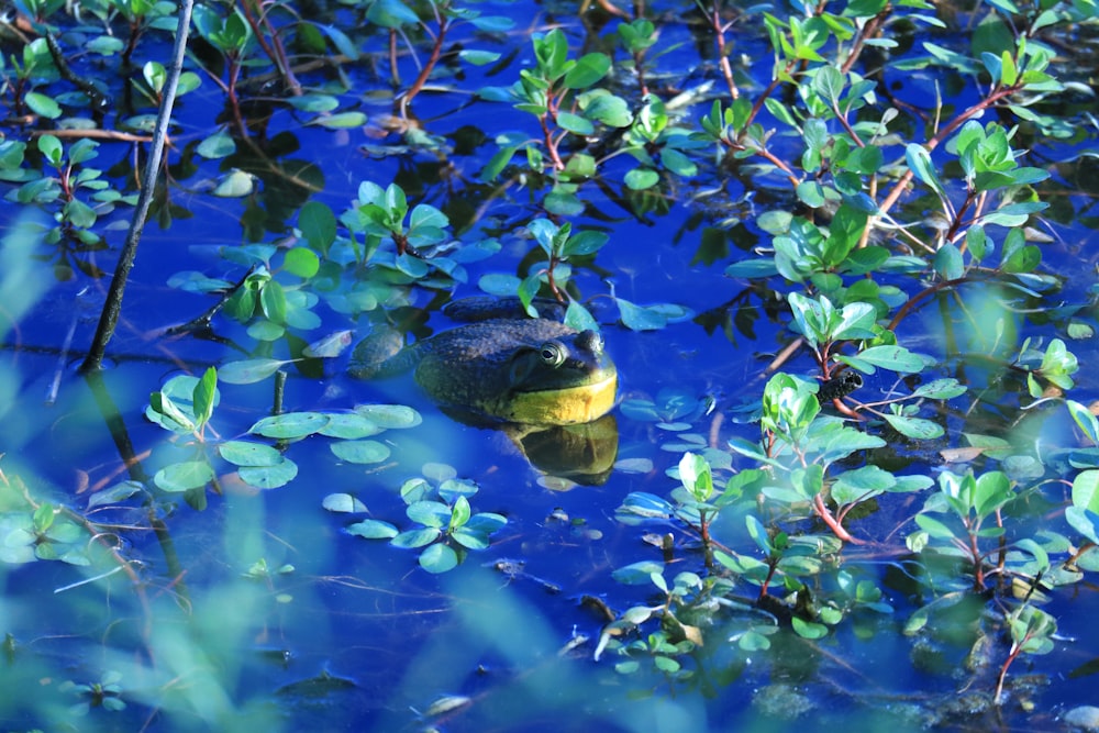 a frog sitting on top of a leaf covered pond