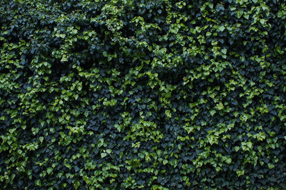 a close up of a green wall with leaves