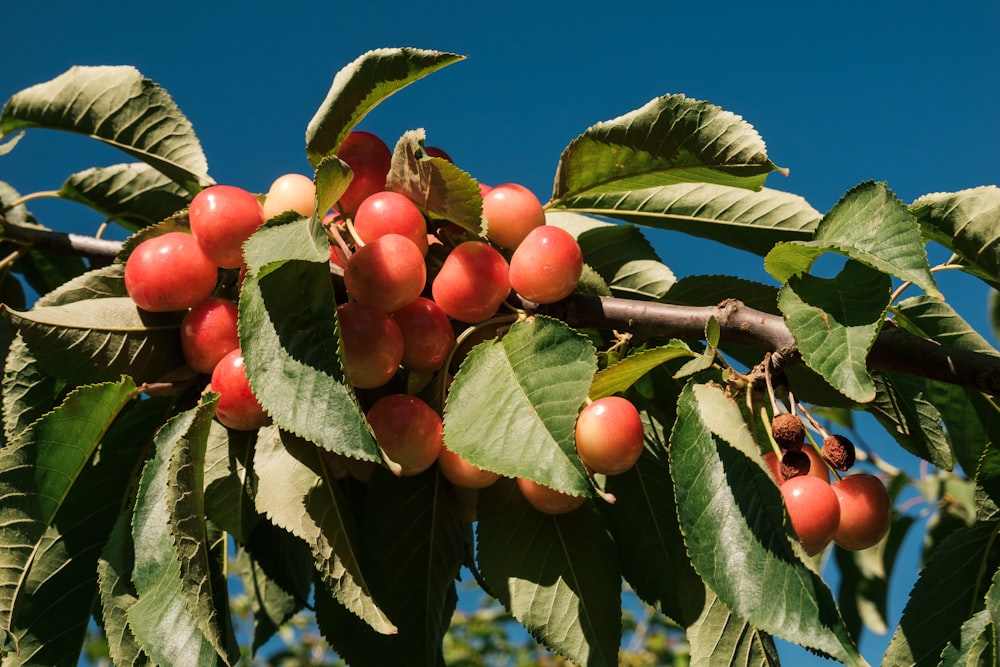 a tree filled with lots of ripe fruit