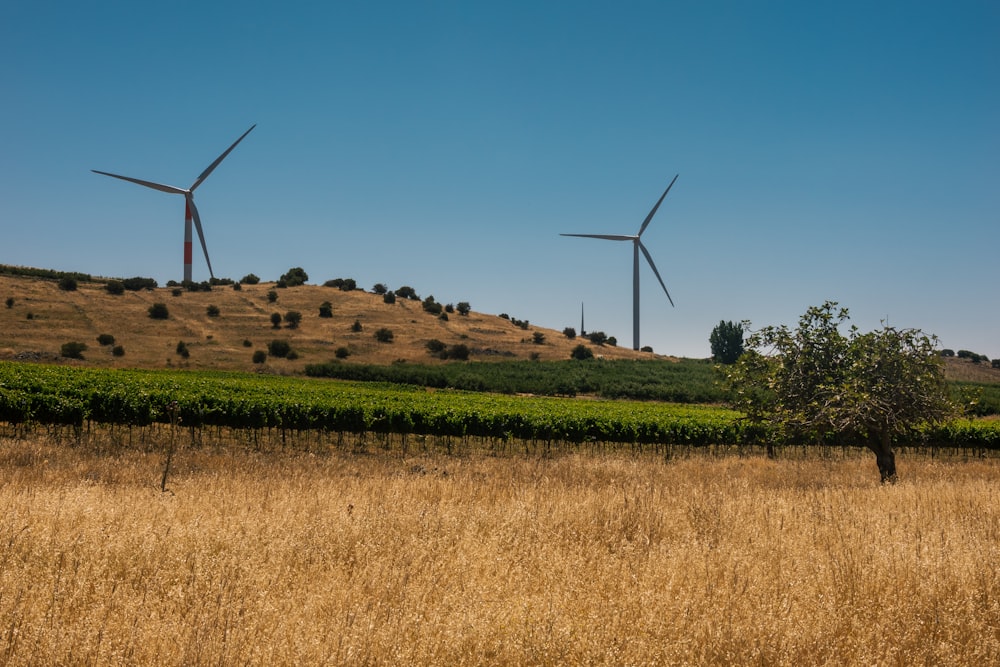 a field with a few wind turbines in the background