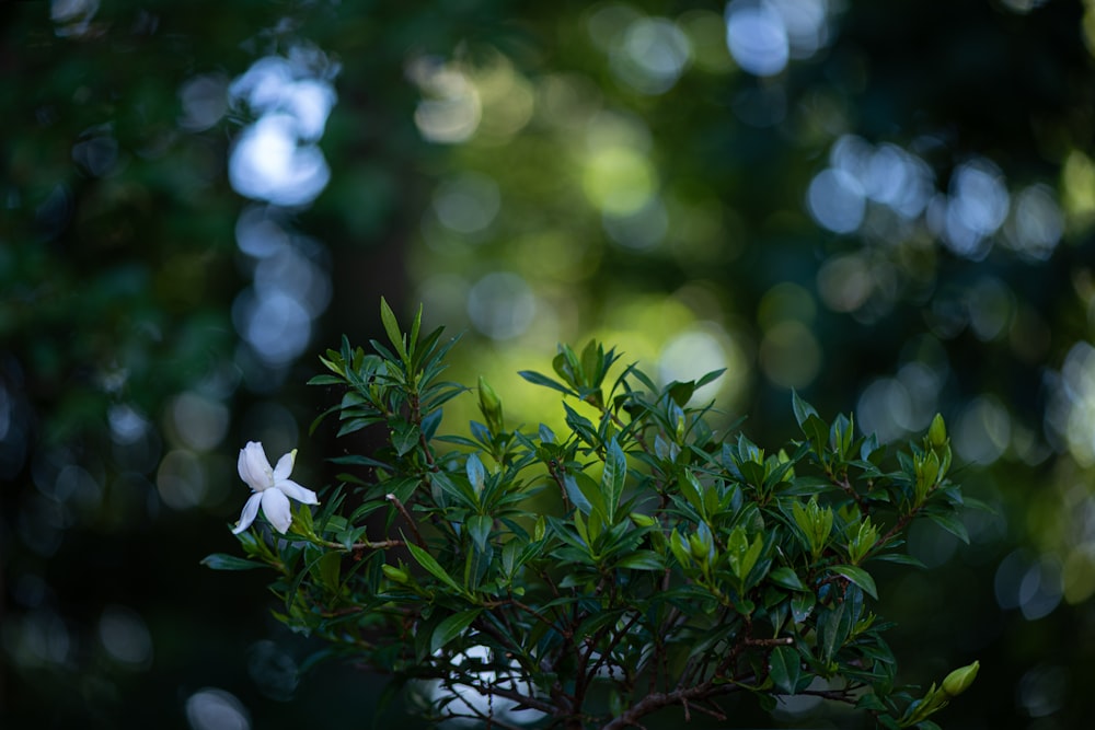 un piccolo fiore bianco seduto sulla cima di un albero