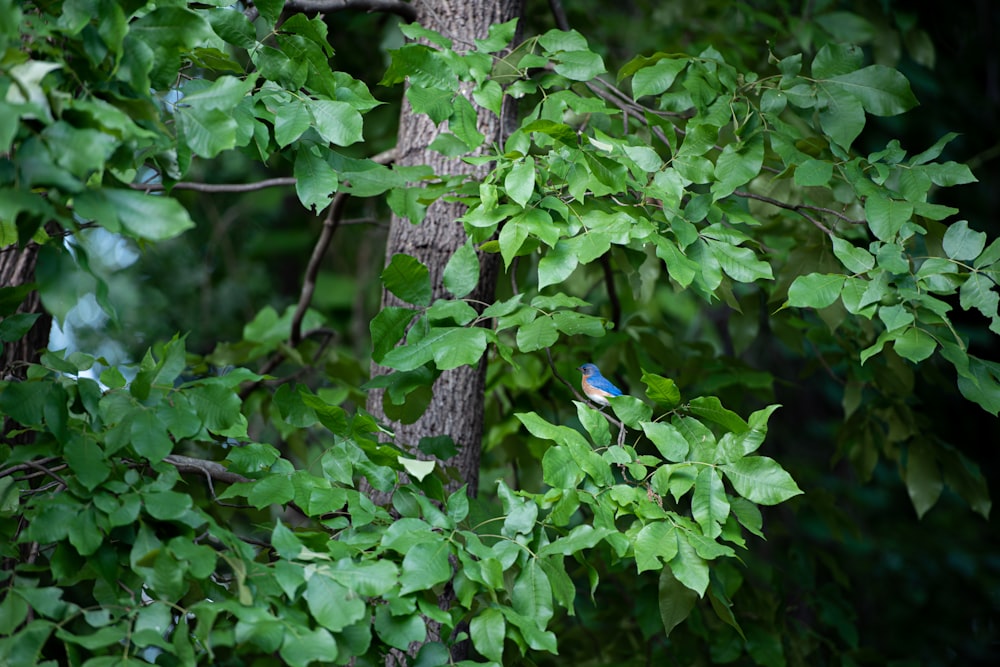 a small blue bird perched on a tree branch