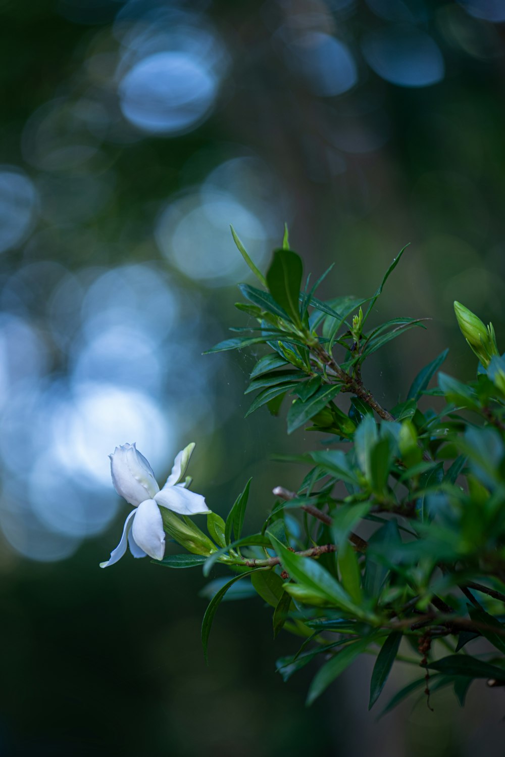 una pequeña flor blanca en la rama de un árbol