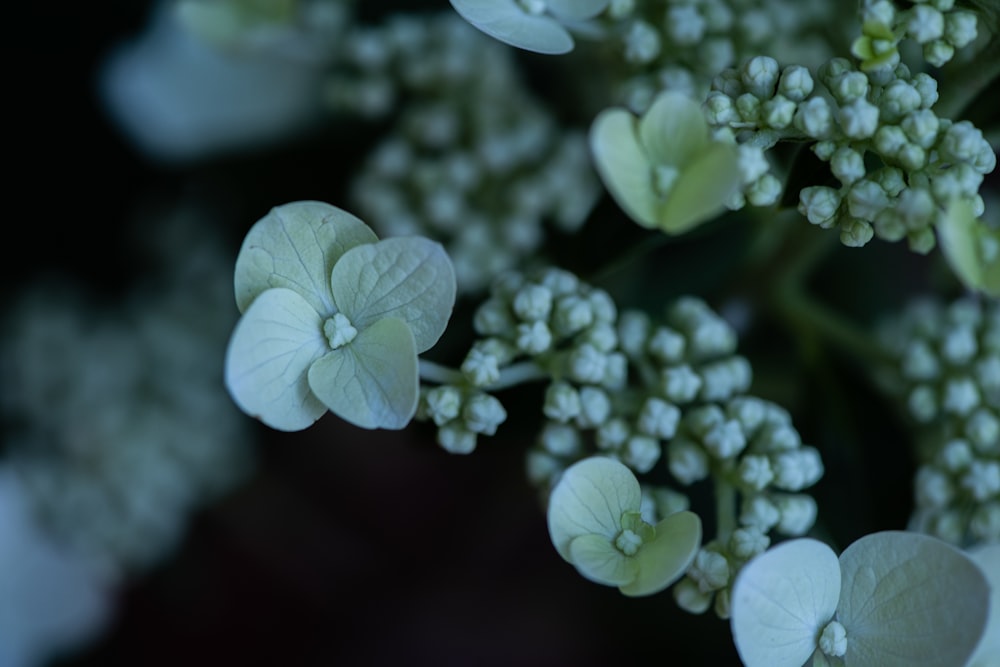 Nahaufnahme eines Blumenstraußes