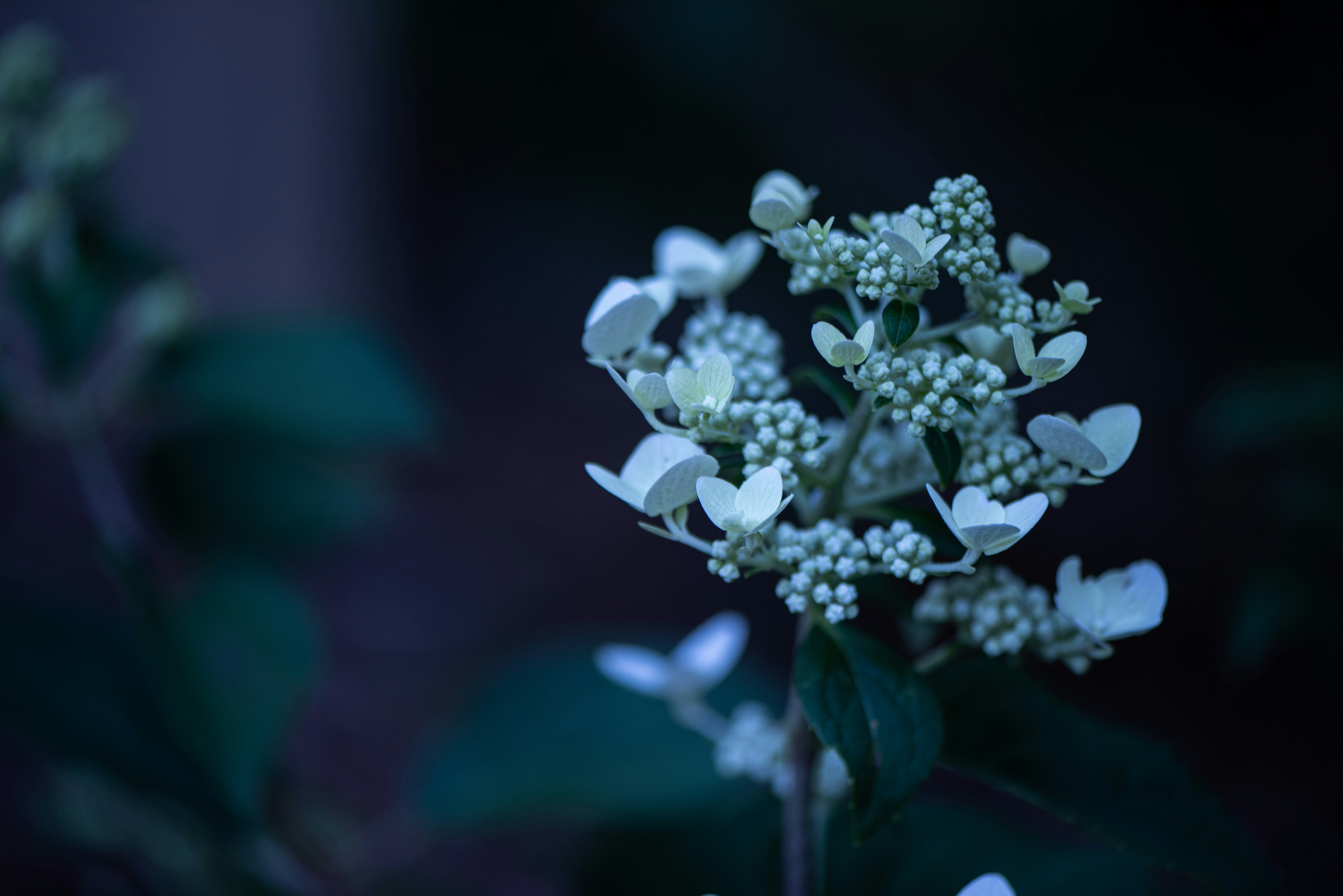 a close up of a white flower with green leaves