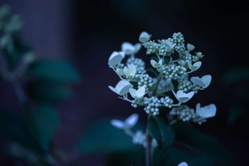 Un primer plano de una flor blanca con hojas verdes