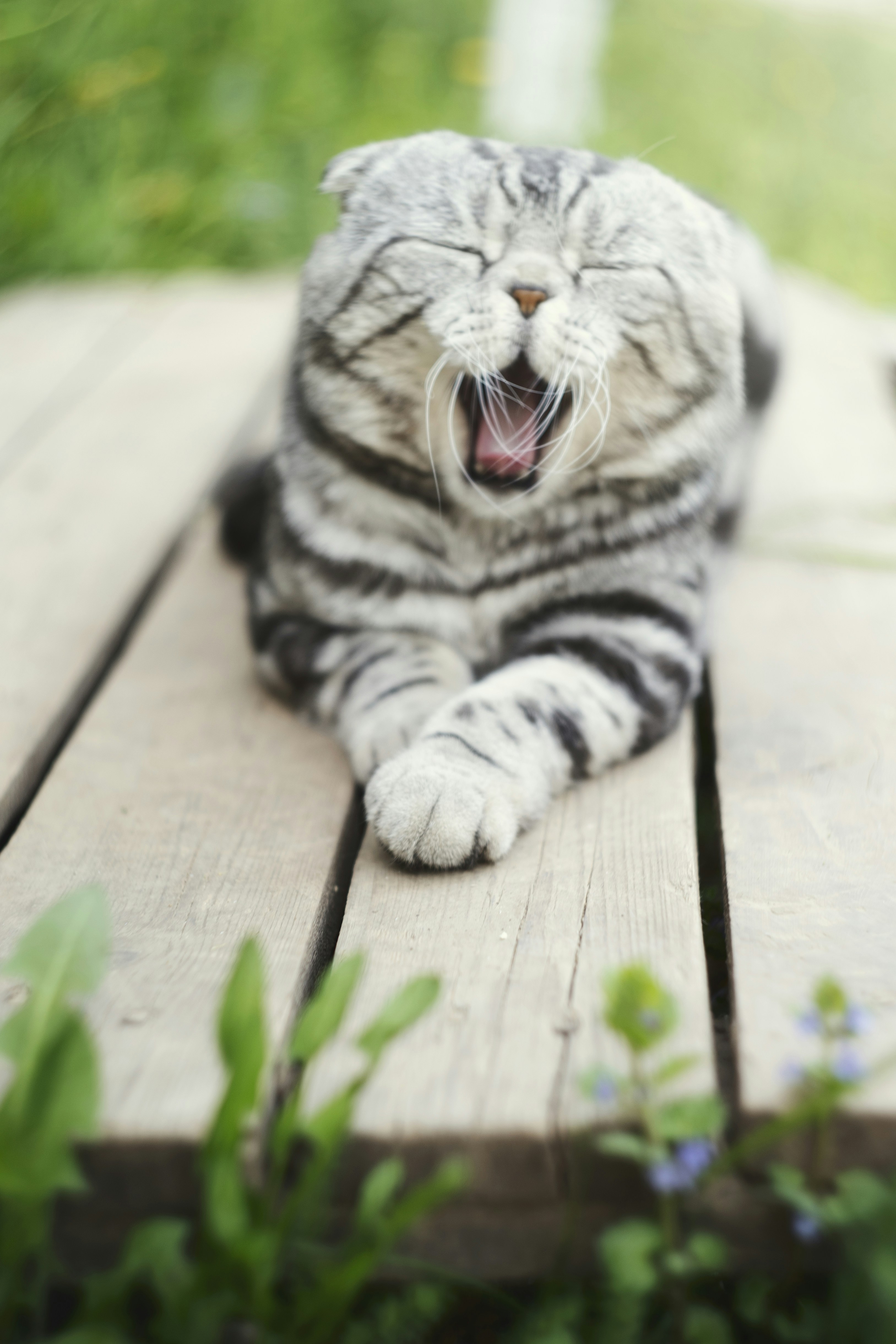 a cat yawns while laying on a wooden deck