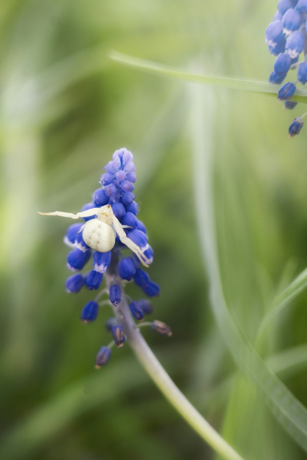 a close up of a blue flower with blurry background