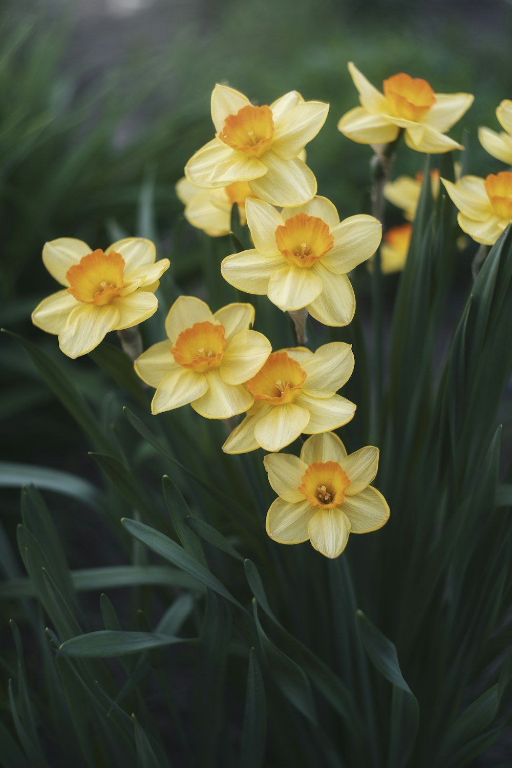 a bunch of yellow flowers that are in the grass