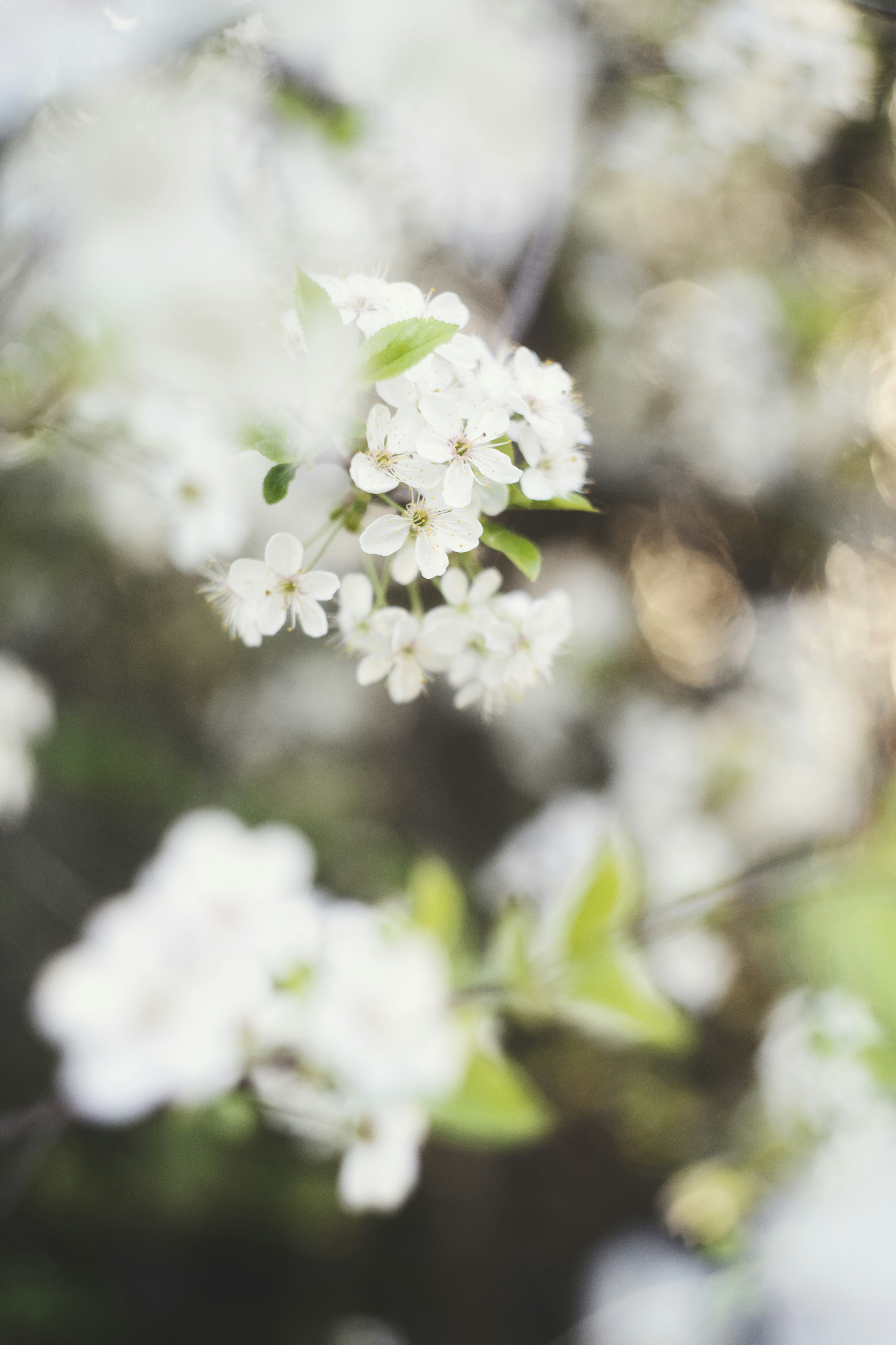 Photo by svetlanaaprel