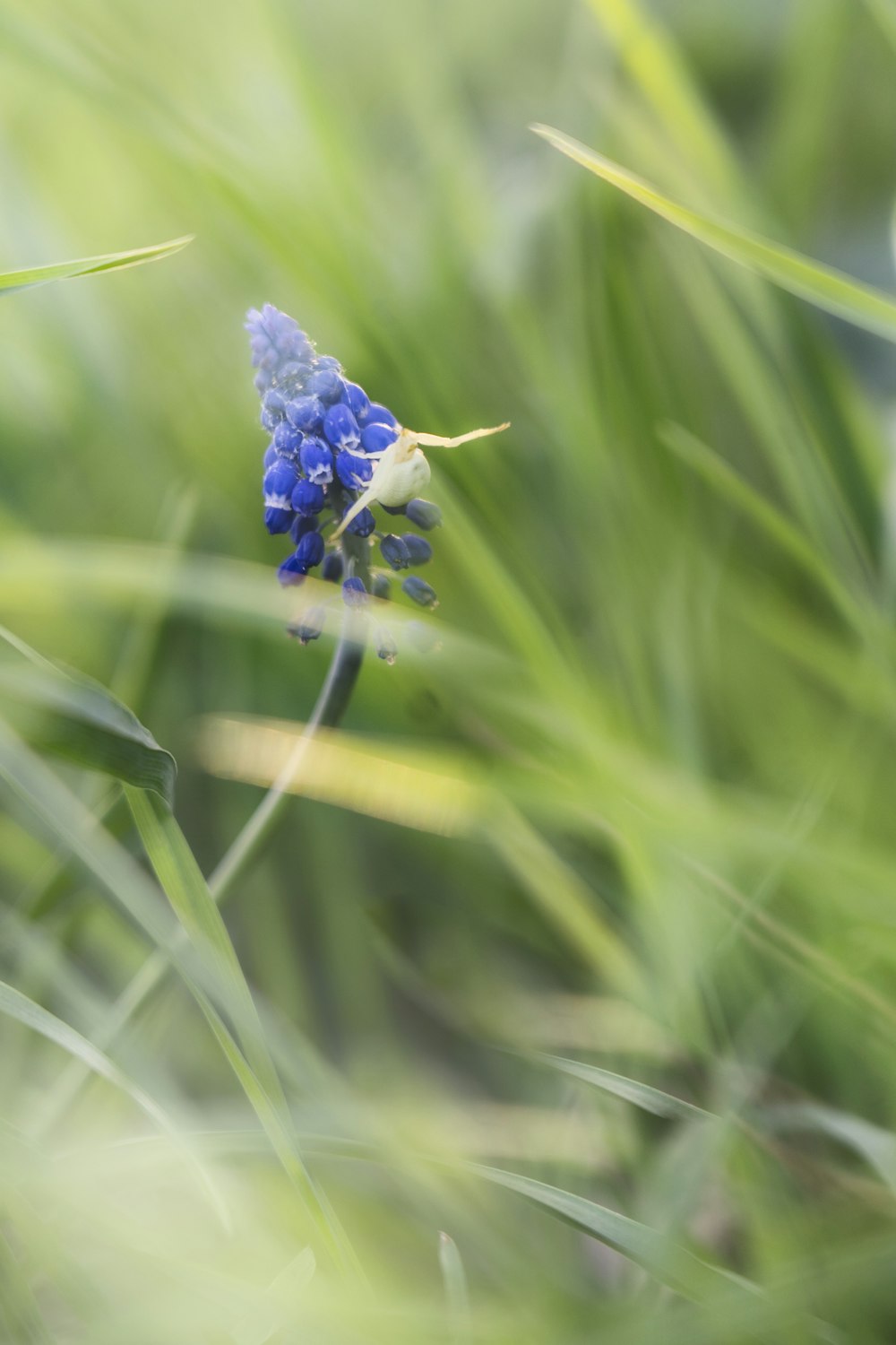 a close up of a blue flower in the grass