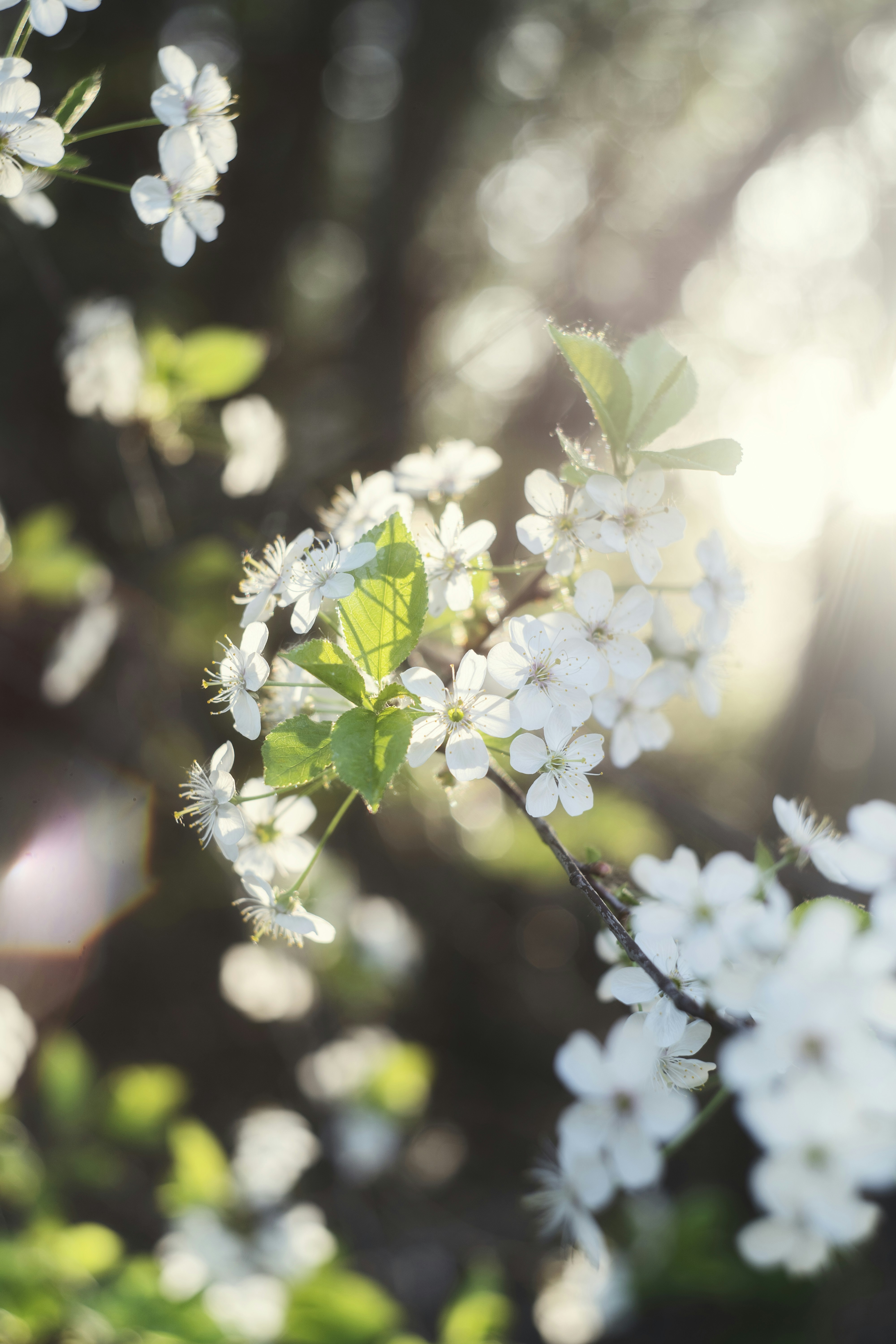 Photo by svetlanaaprel