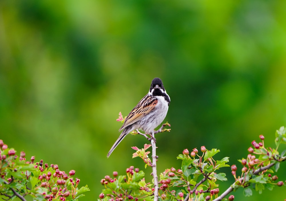 a small bird perched on top of a tree branch