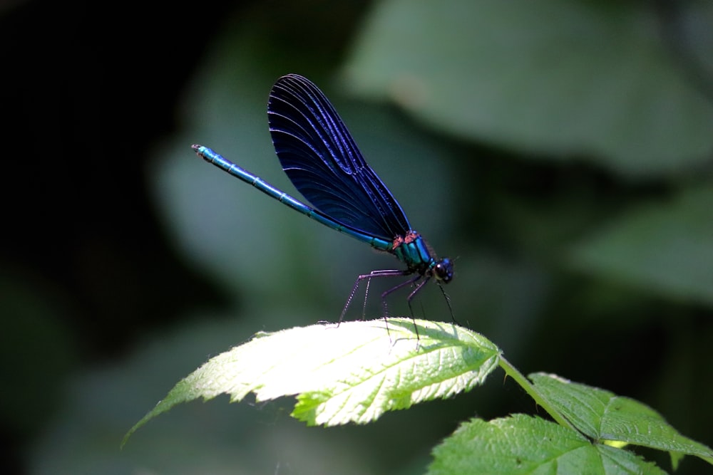 a blue dragonfly sitting on top of a green leaf