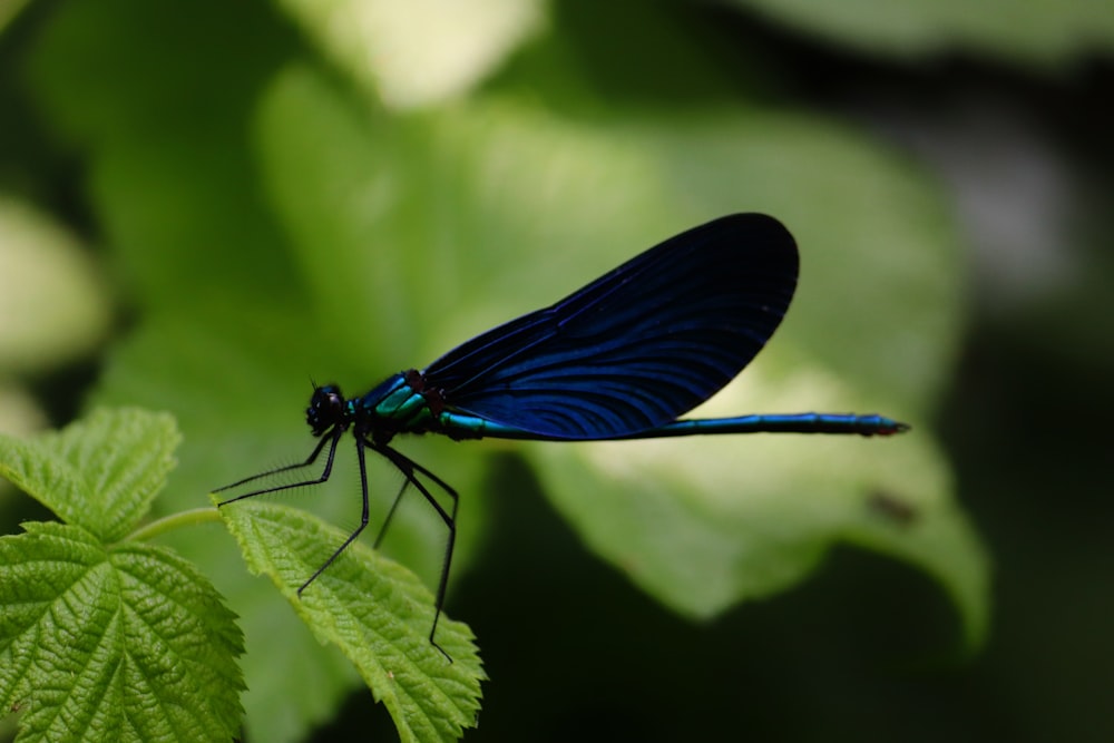 a blue dragonfly sitting on top of a green leaf