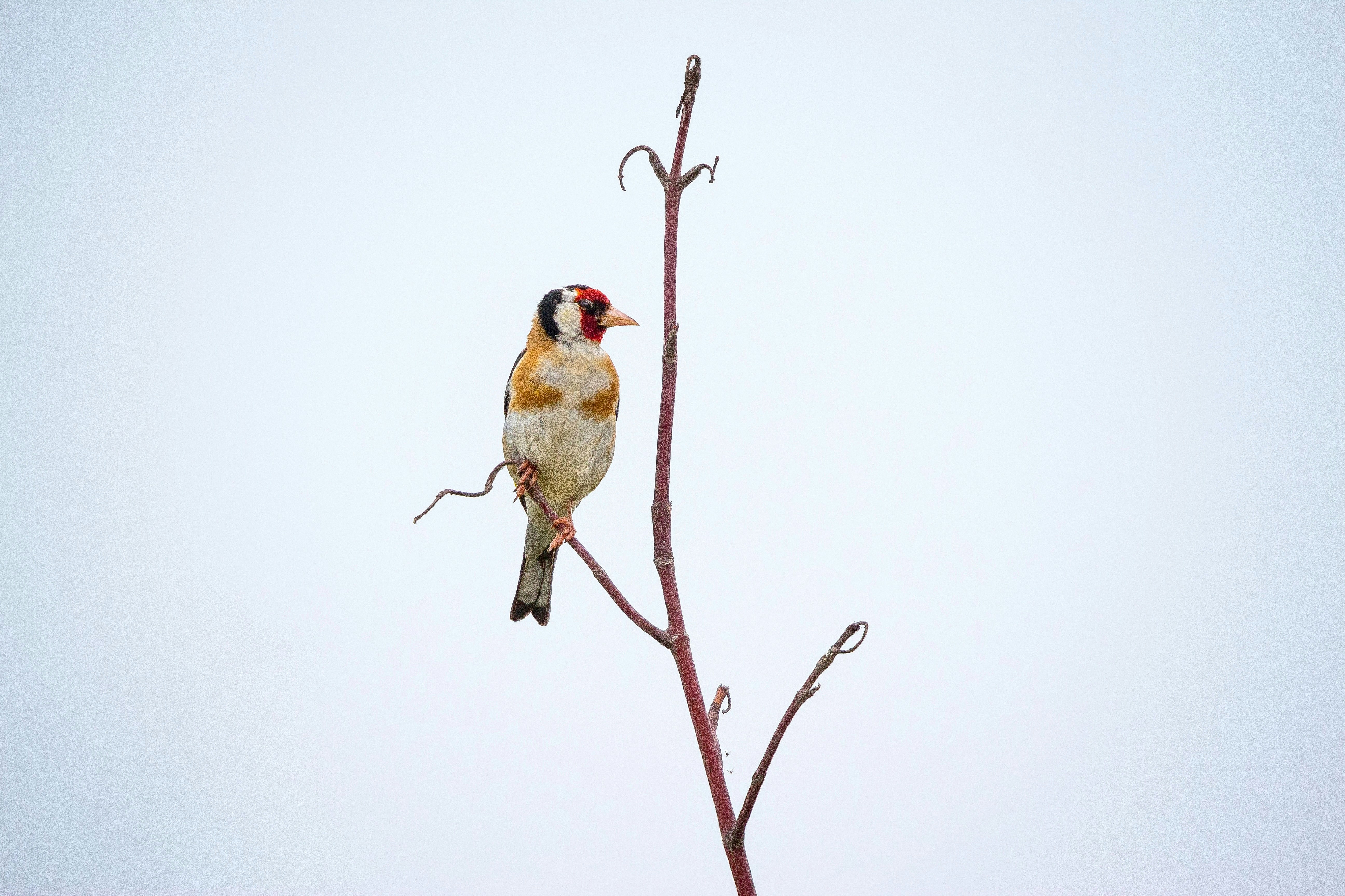 a small bird perched on top of a tree branch
