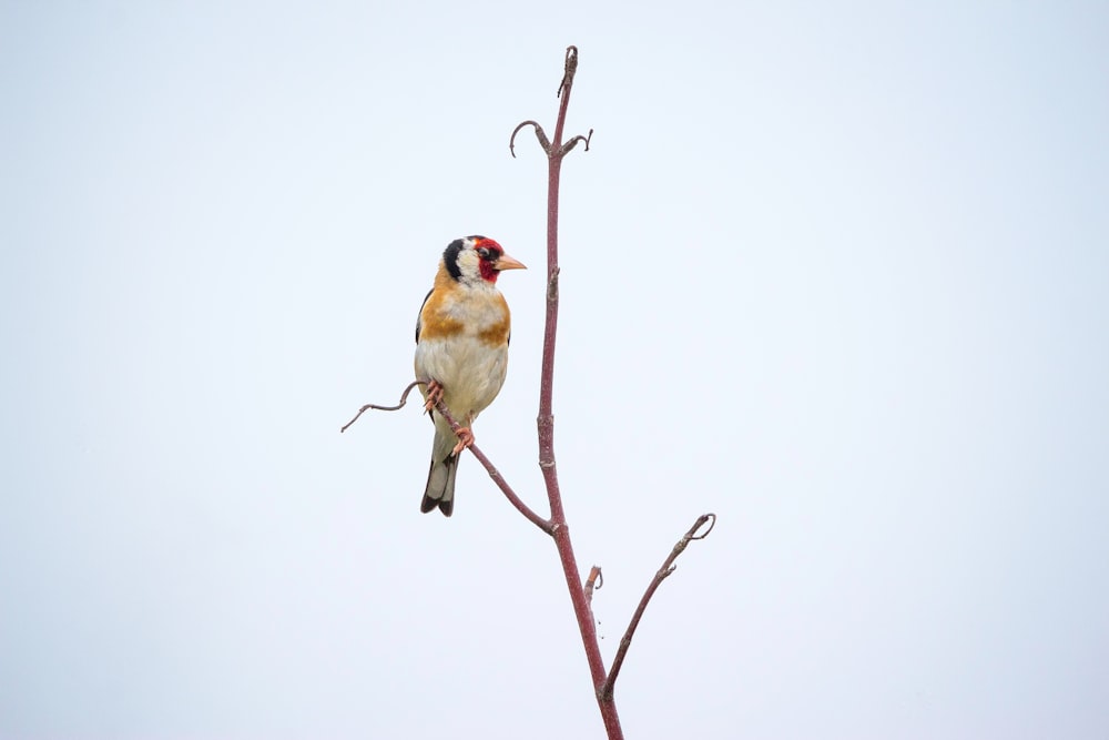 a small bird perched on top of a tree branch