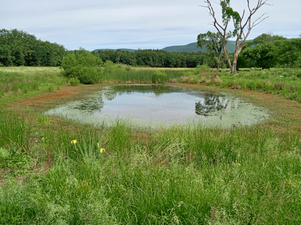 a small pond surrounded by tall grass and trees