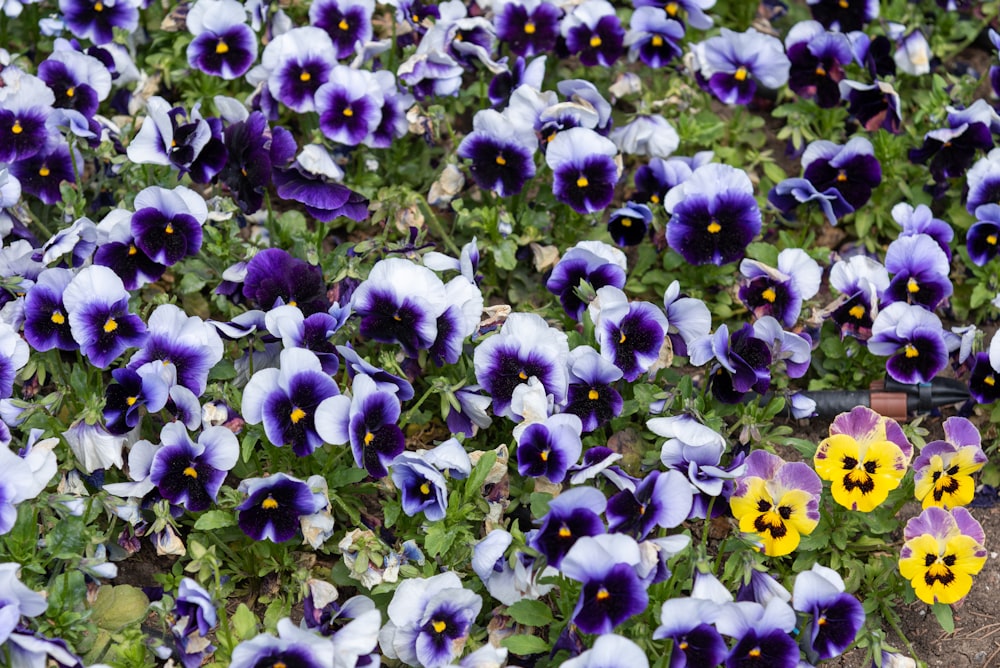 a field of purple and yellow pansies