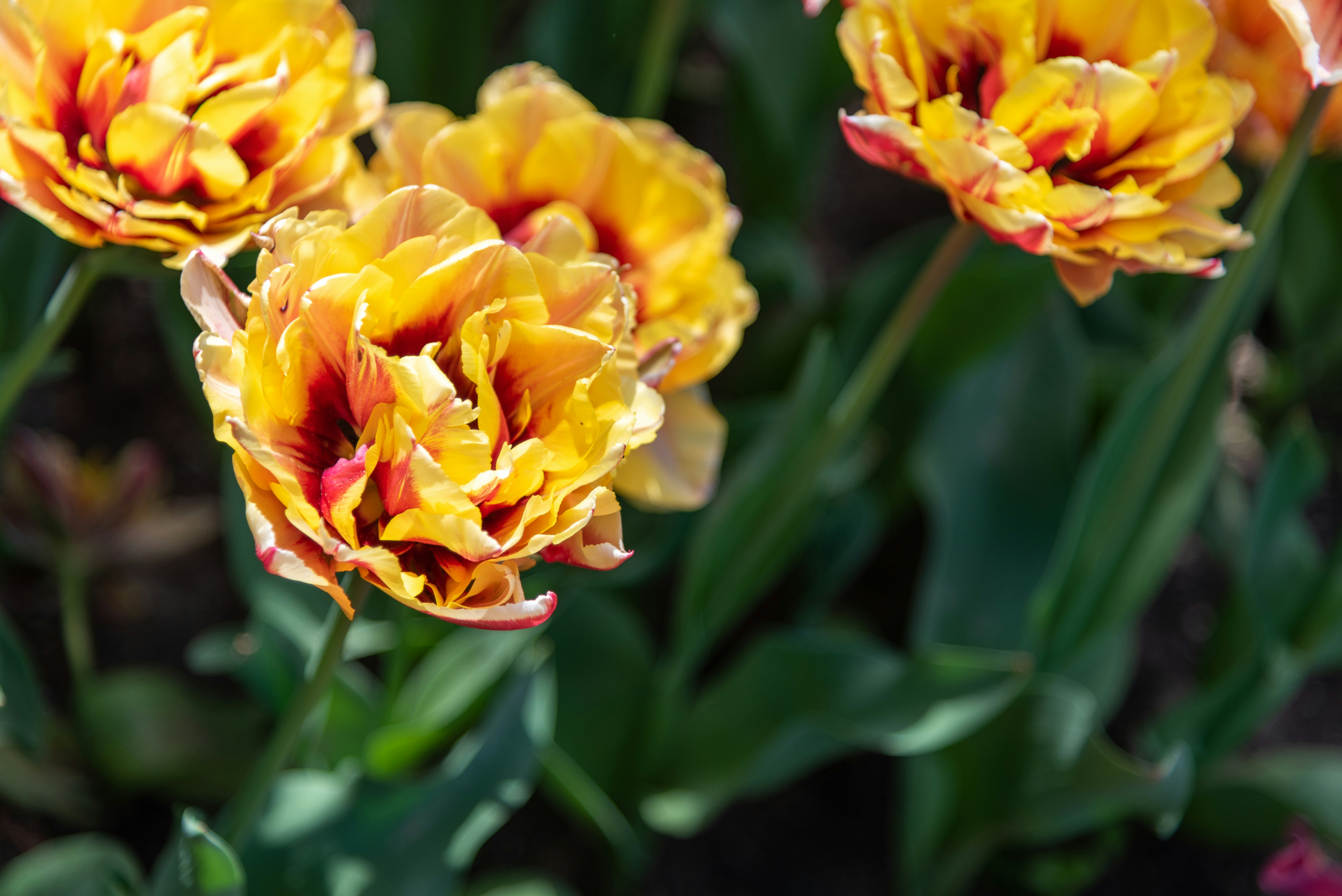 Photo by bkaraivanov