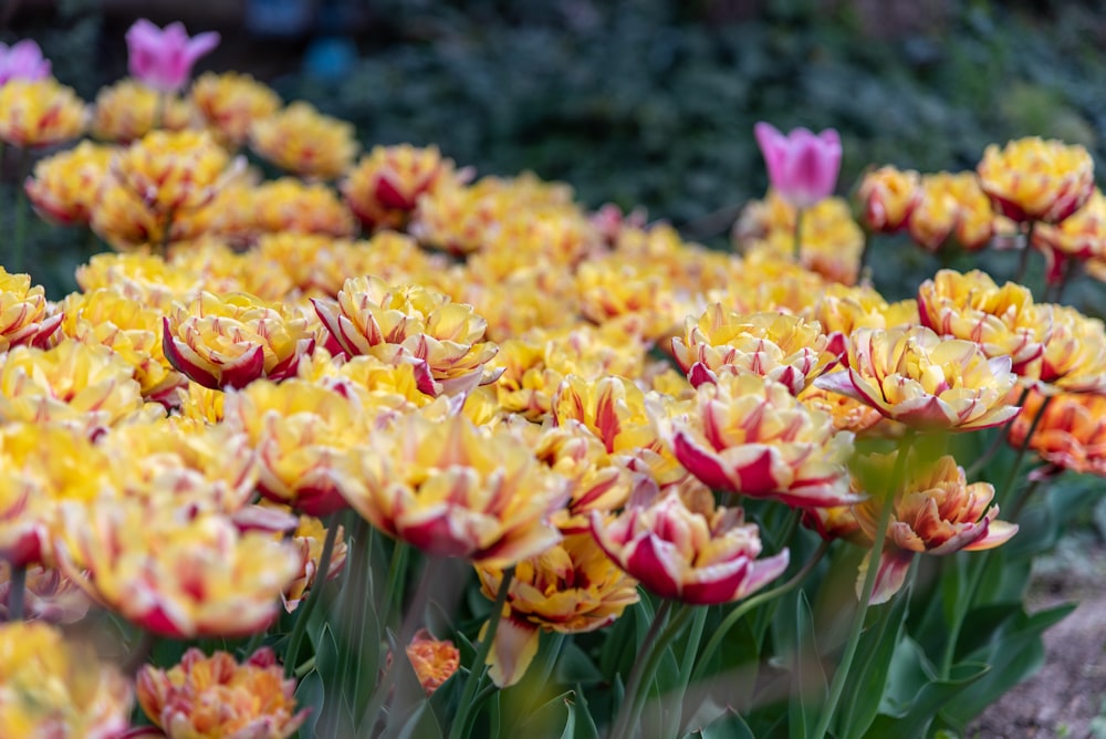 a field full of yellow and red flowers