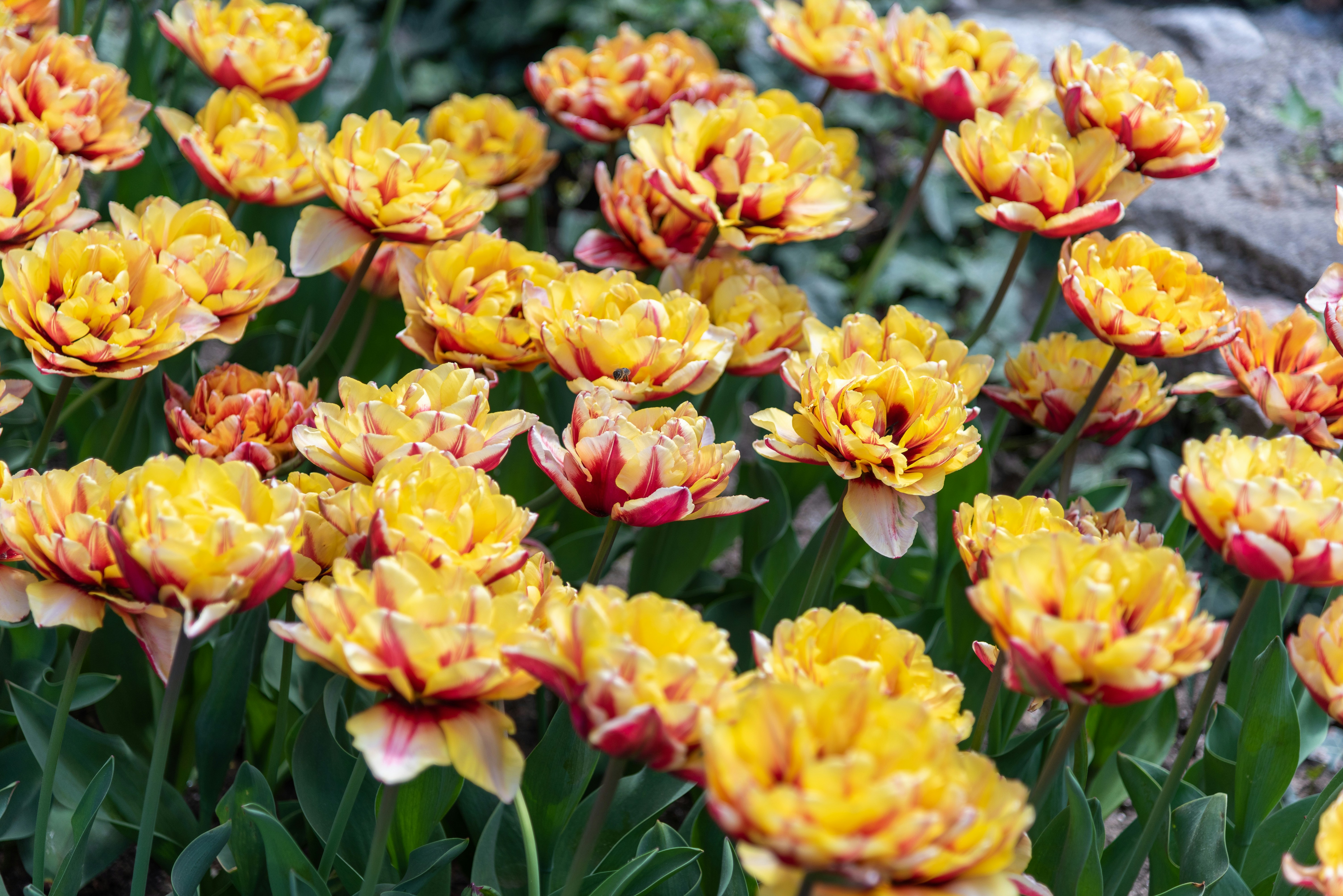 Photo by bkaraivanov