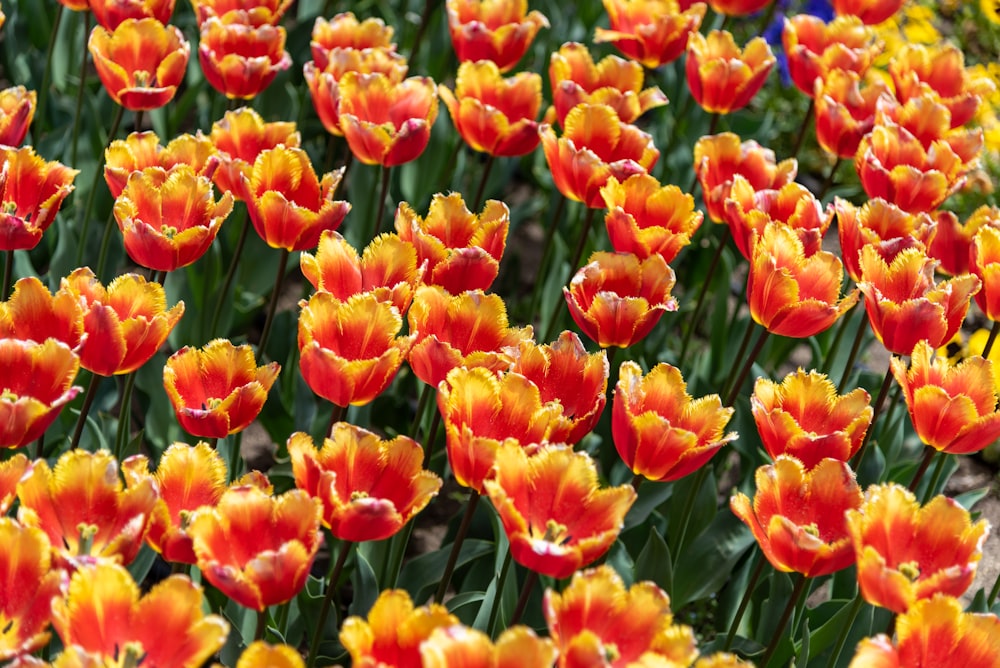 a field full of red and yellow flowers