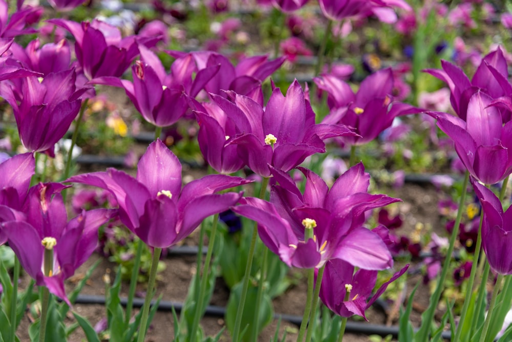 a bunch of purple flowers that are in a field