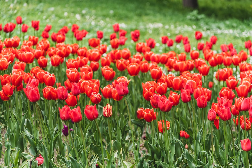 a field of red tulips in a green field