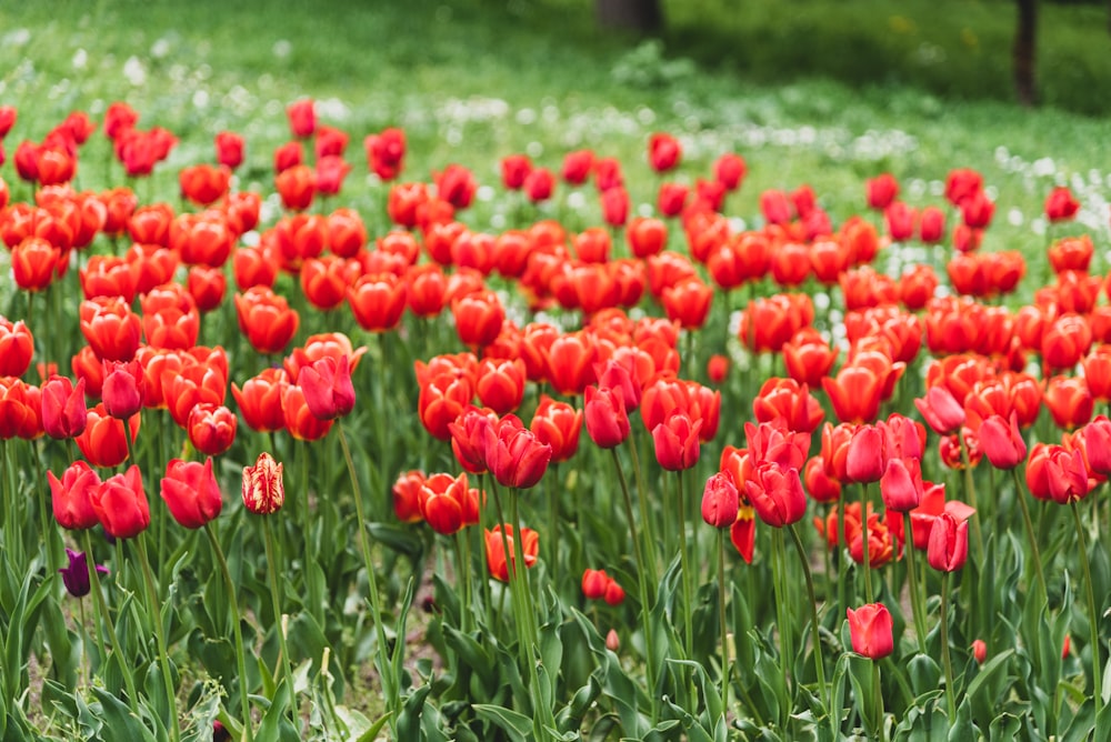 a field full of red tulips in a green field