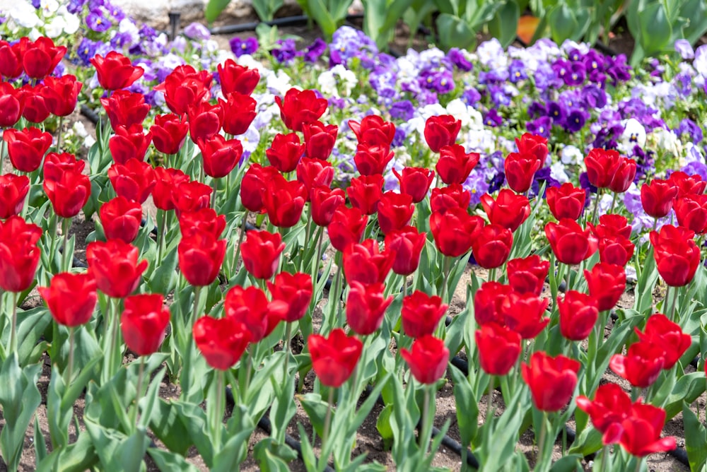 Ein Feld aus roten Tulpen und violetten Stiefmütterchen
