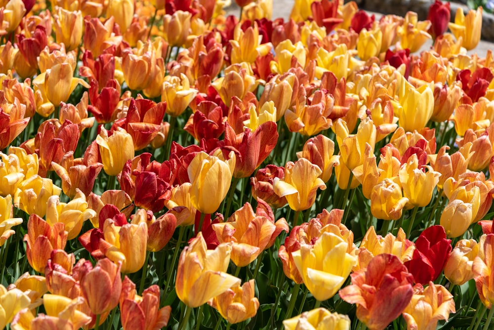 a field of yellow and red tulips with a building in the background