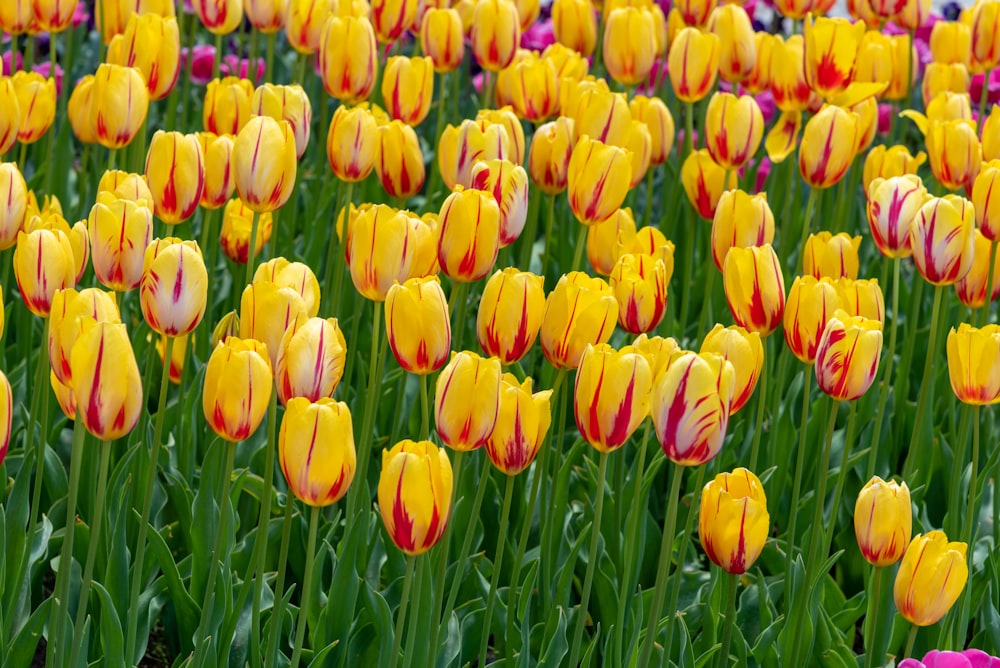 a field full of yellow and red tulips