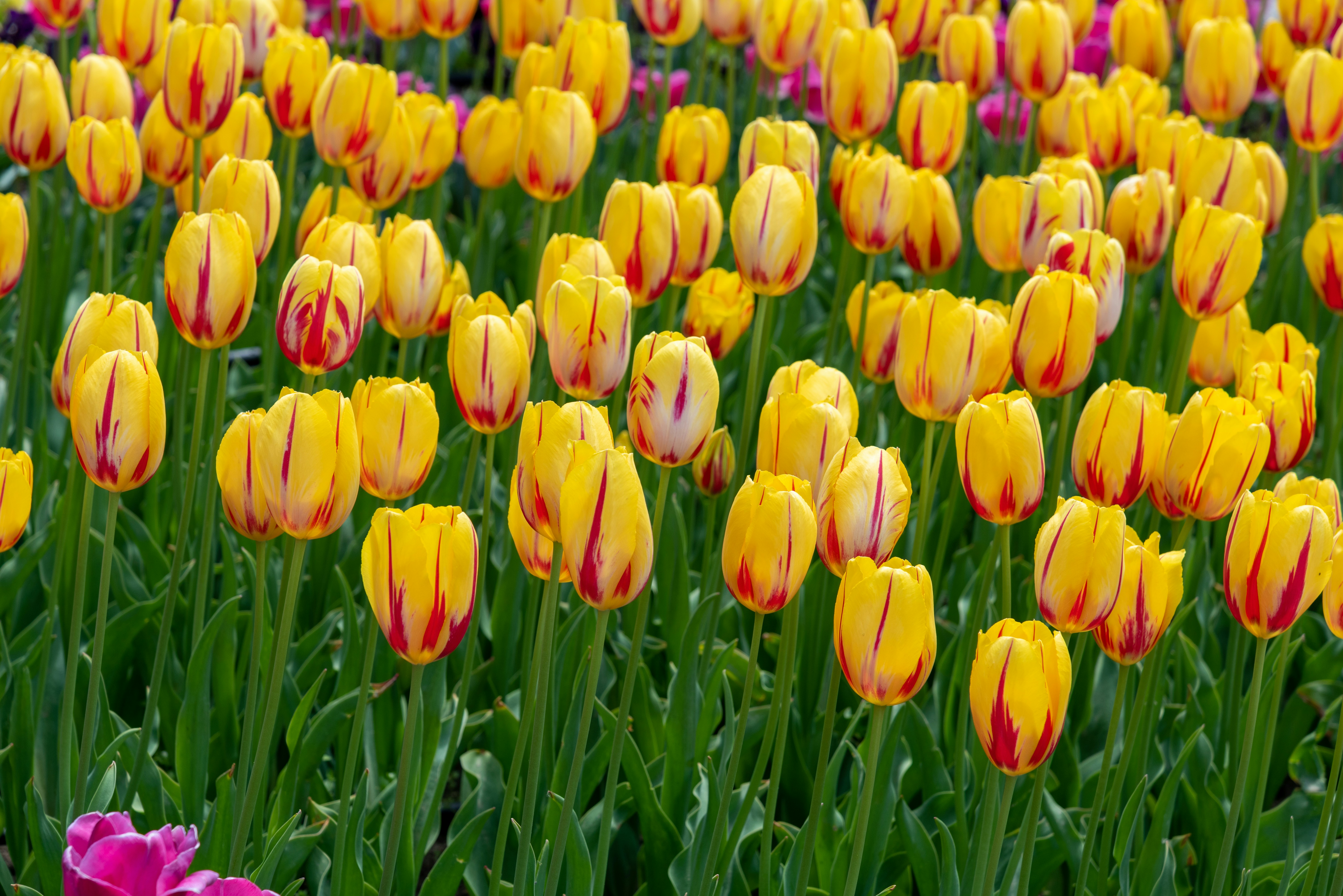 Photo by bkaraivanov