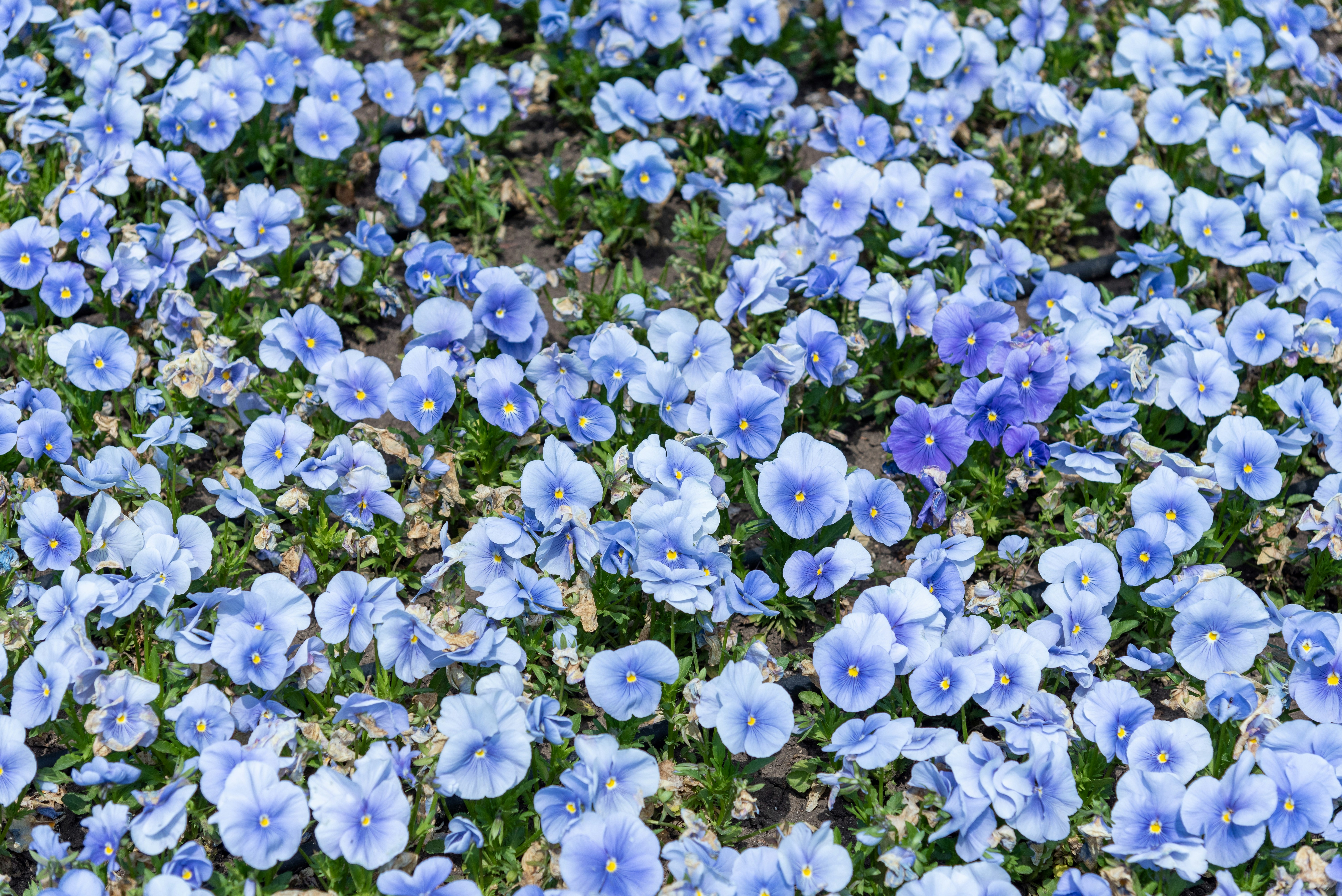 Photo by bkaraivanov