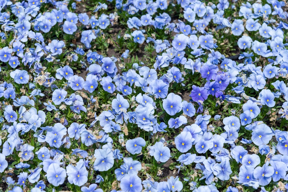 a bunch of blue flowers that are in the grass