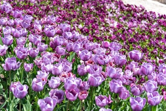Purple Tulips Blooming