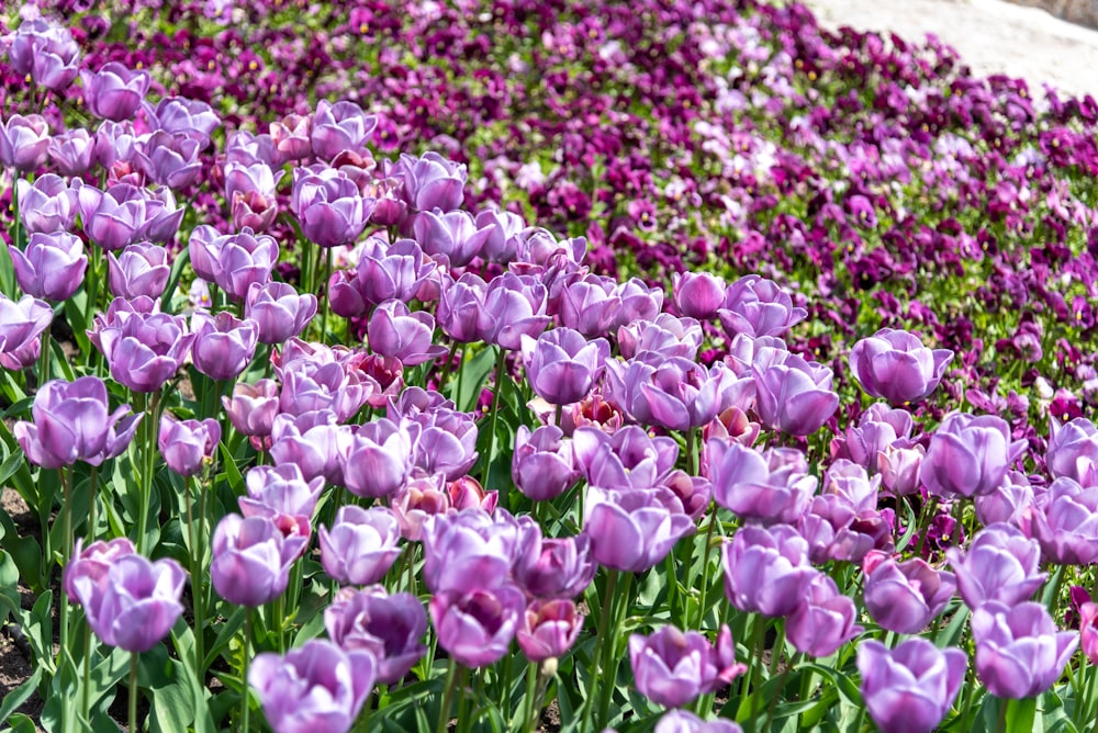 a field full of purple flowers next to a sidewalk