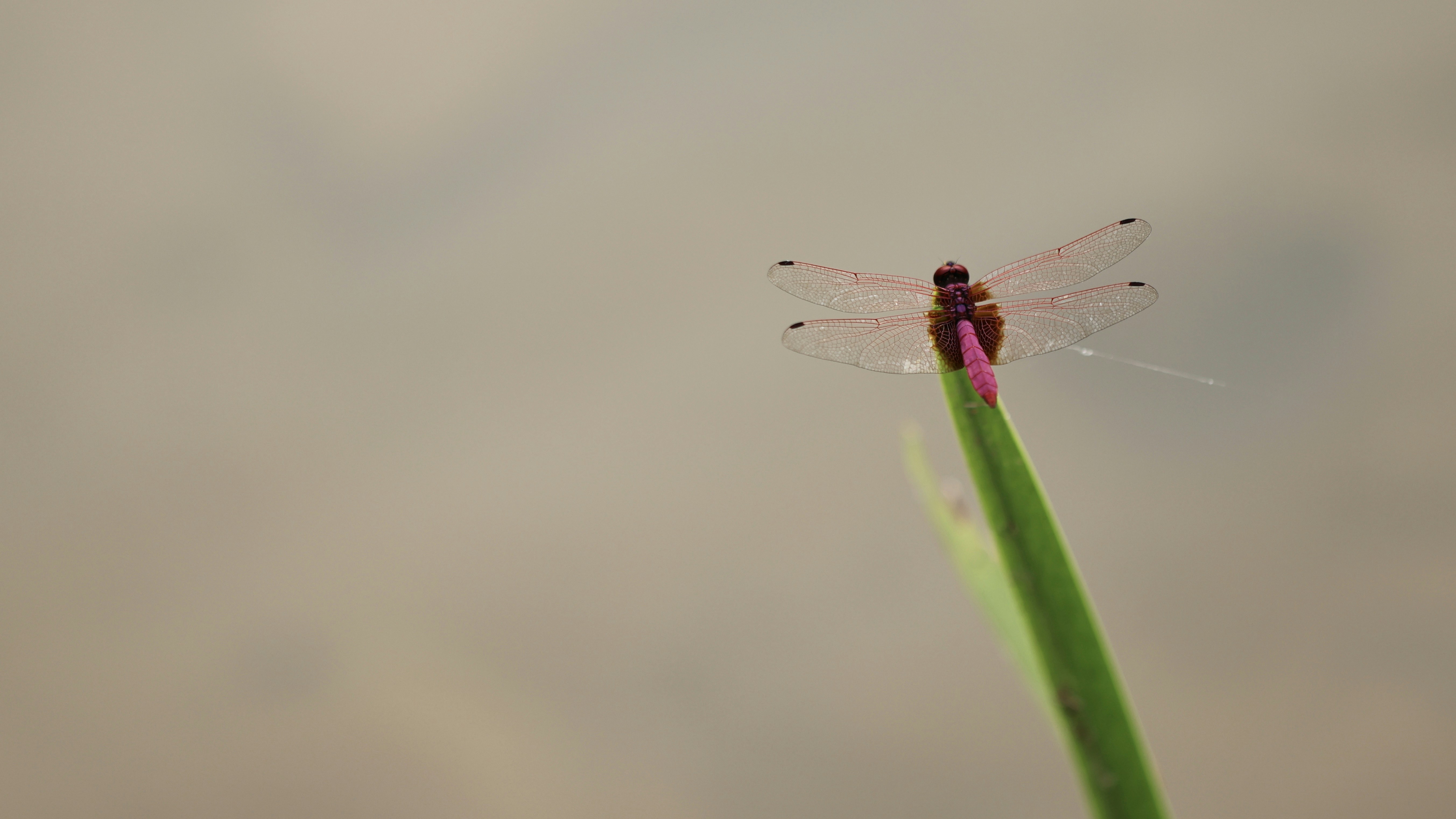 Photo by dickenslin76