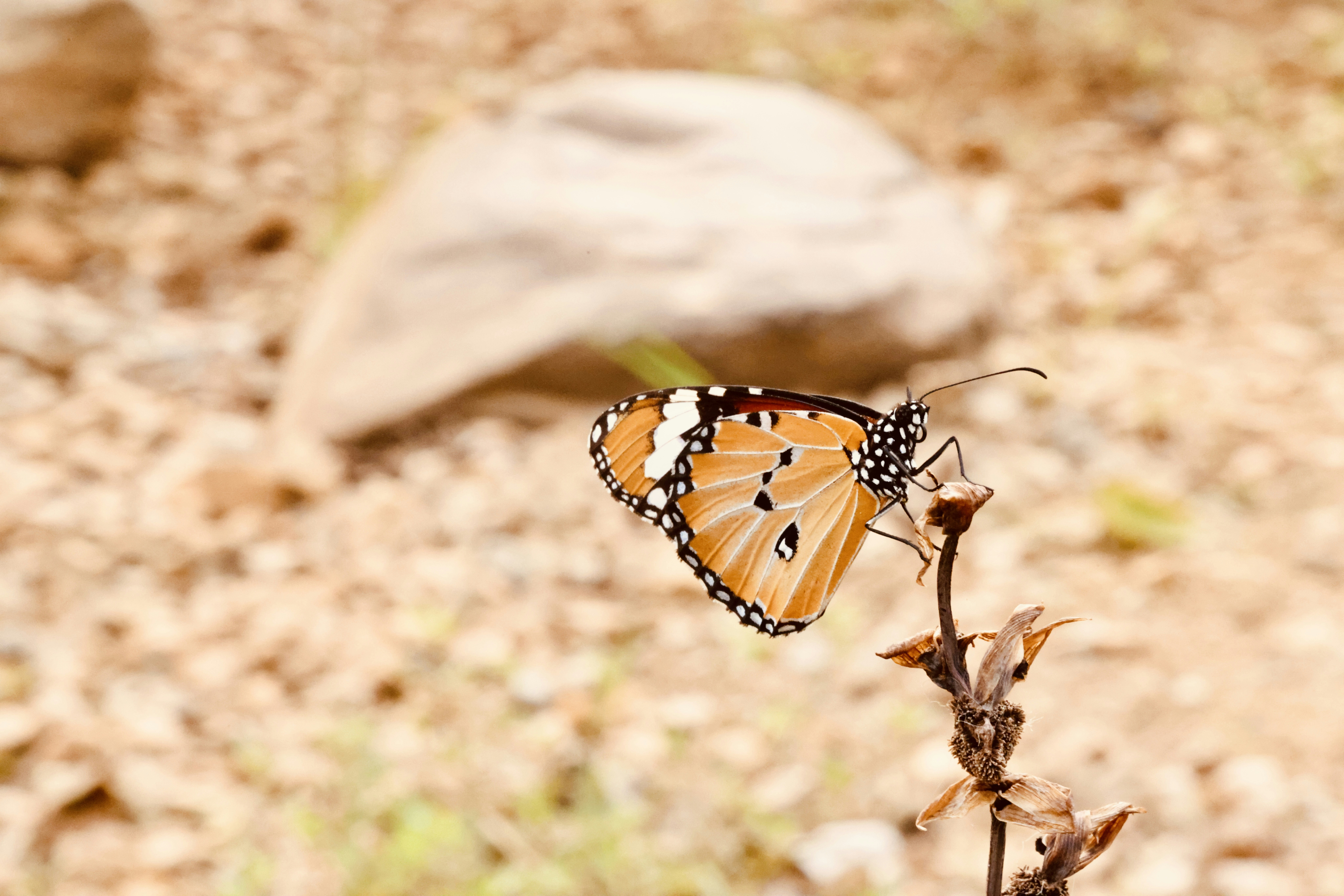 Photo by dickenslin76