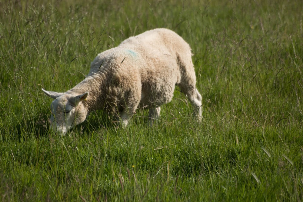 a sheep grazing in a field of tall grass