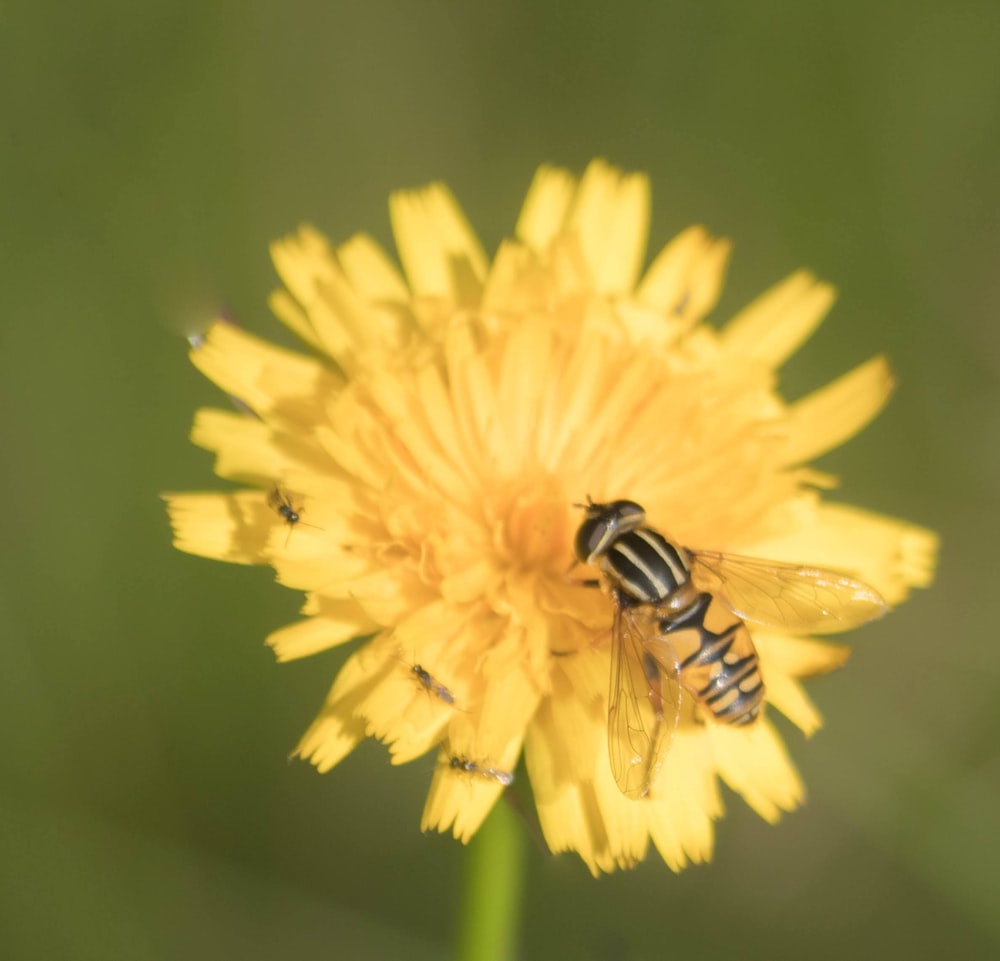 a close up of a bee on a yellow flower