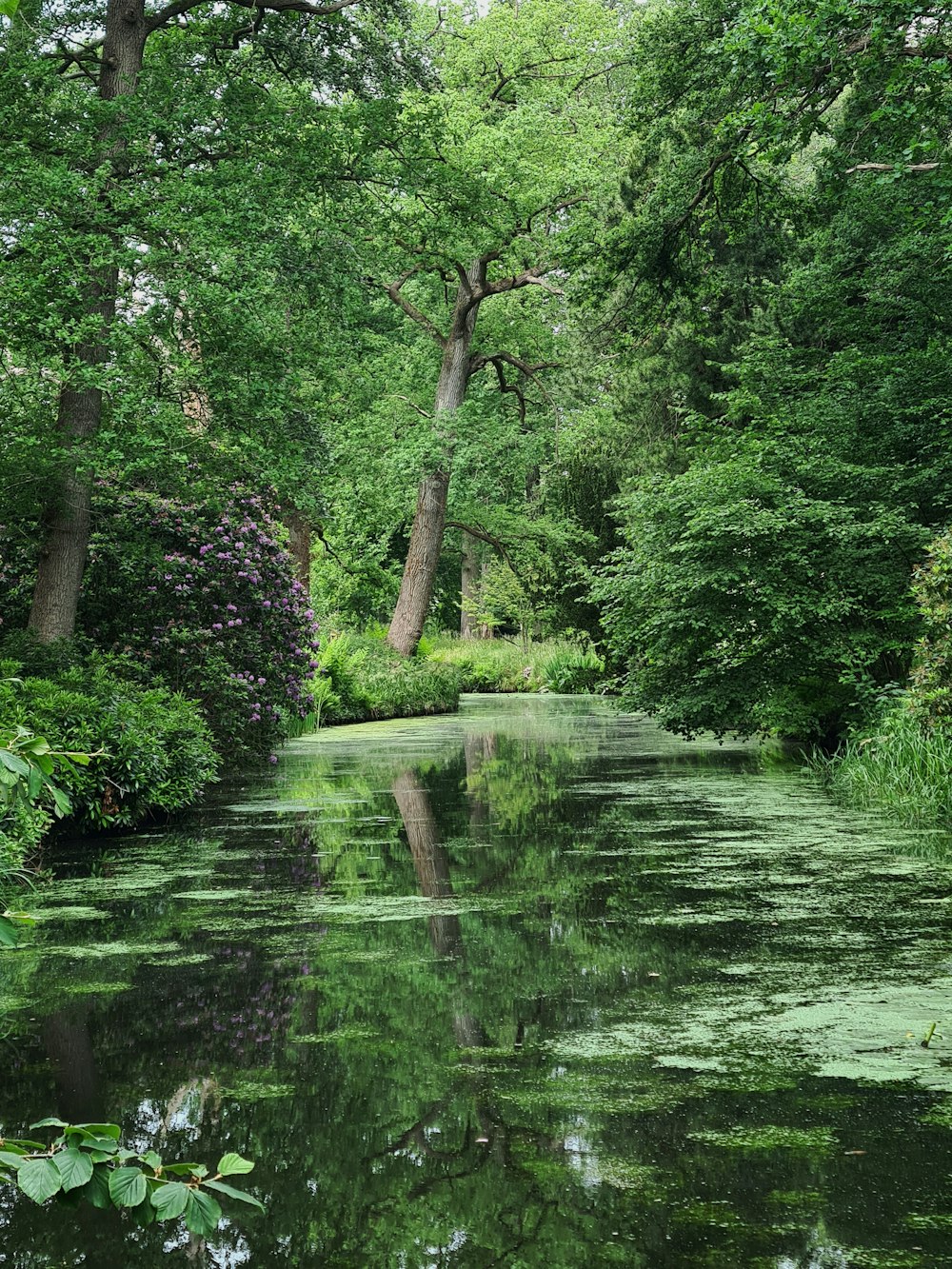 a body of water surrounded by trees and bushes