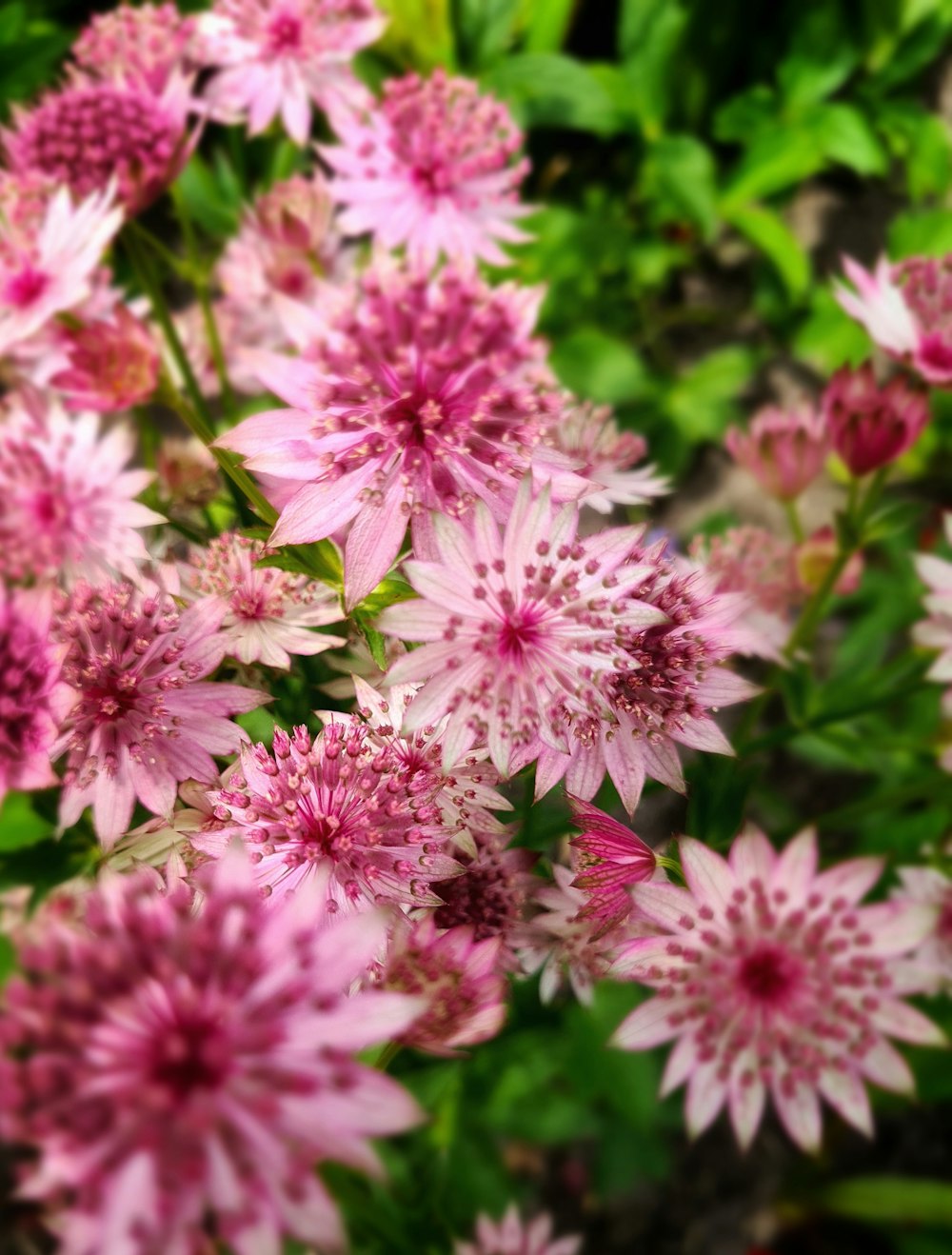 a bunch of pink flowers with green leaves