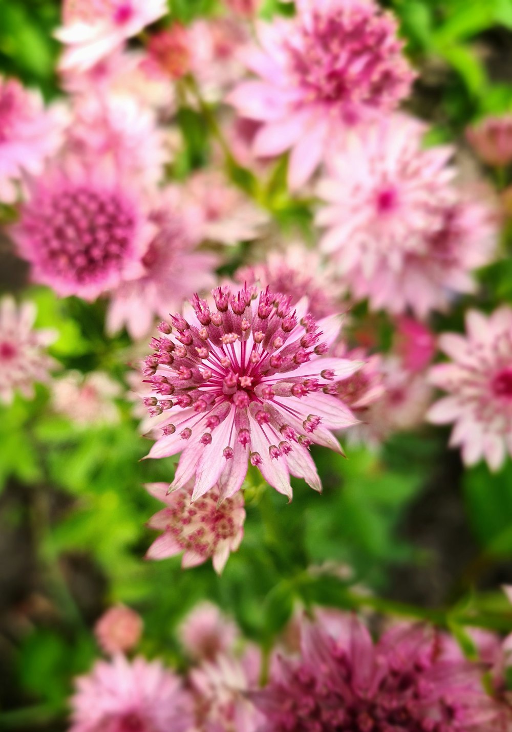 a bunch of pink flowers with green leaves