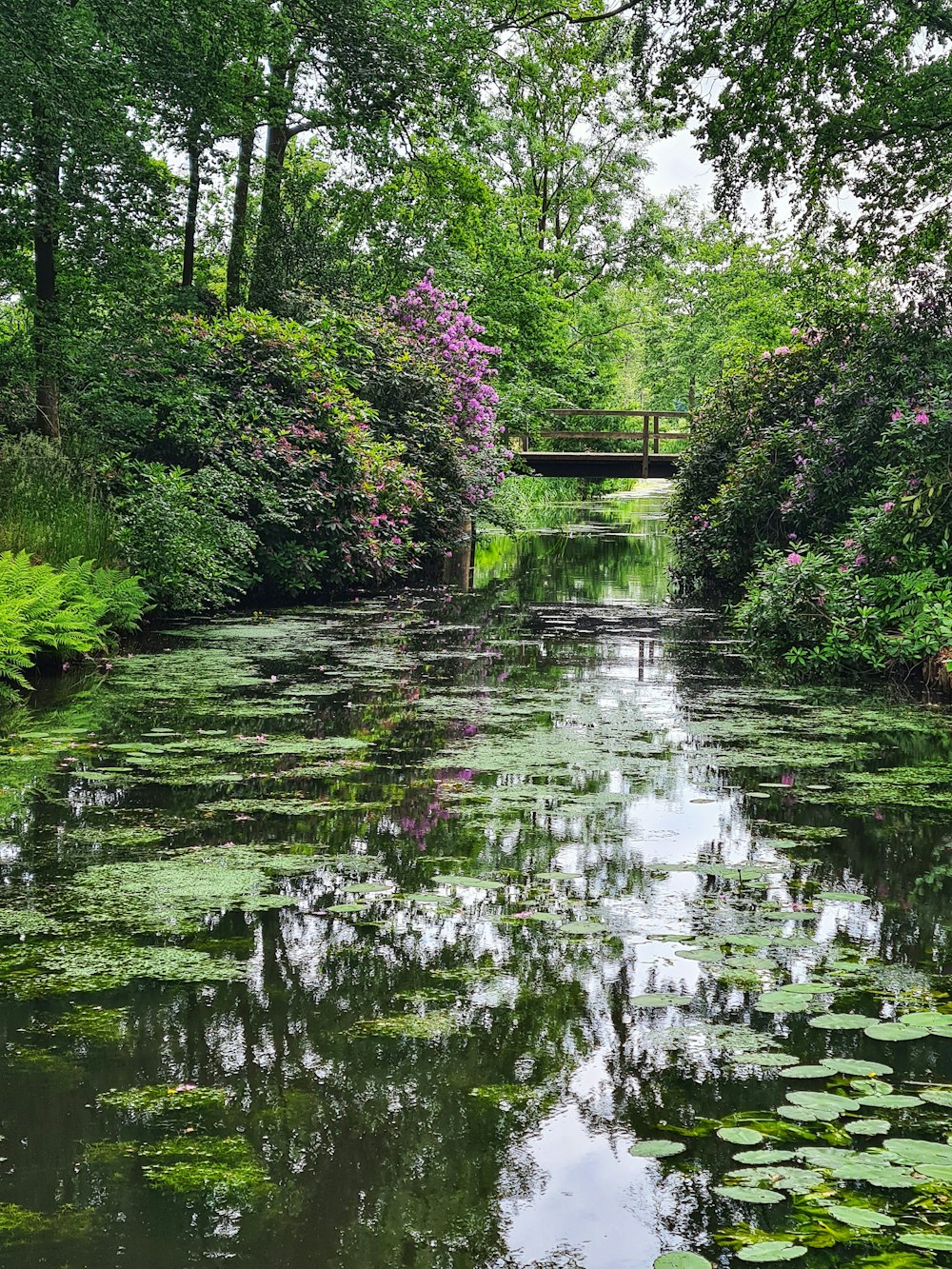 a body of water surrounded by lush green trees