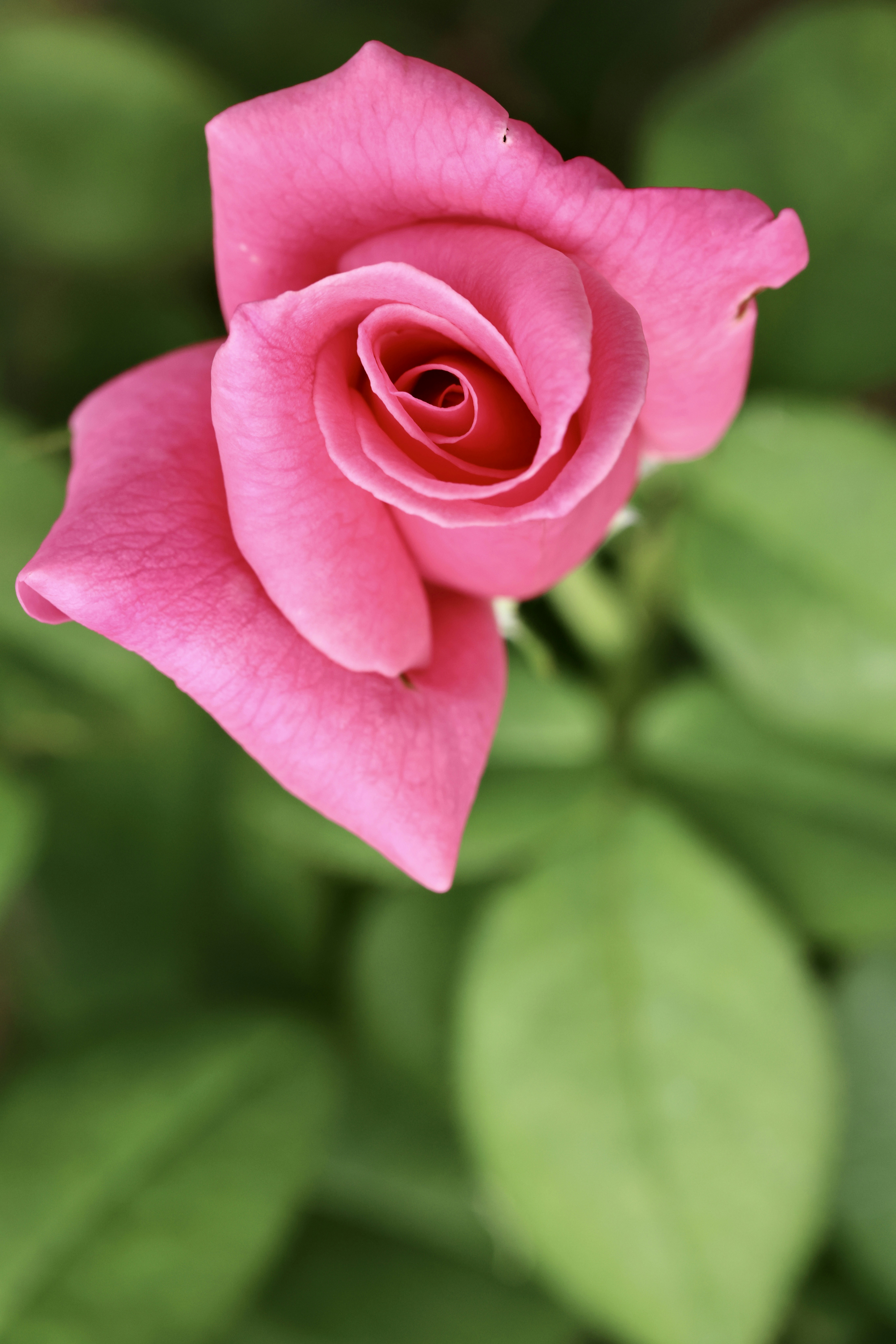 Photo by dickenslin76