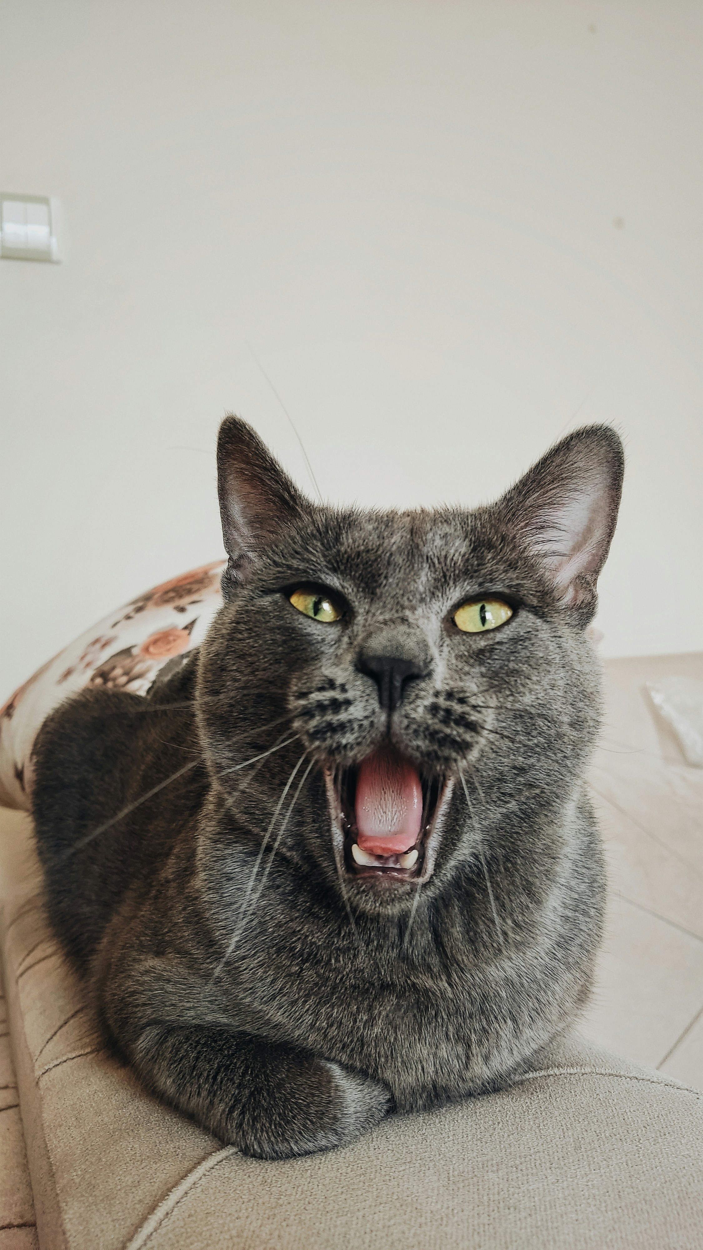 a gray cat yawns while sitting on a couch